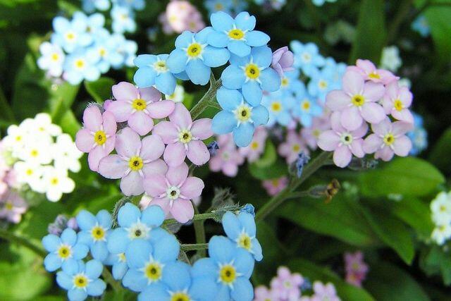 Hoa lưu ly với hai màu sắc xanh - hồng nổi bật